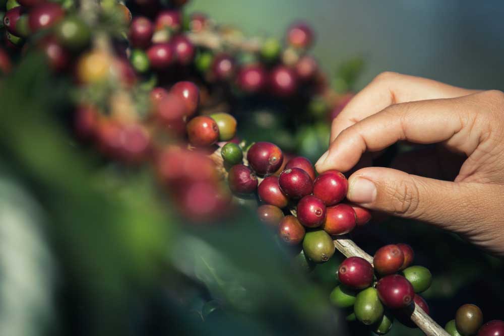 Bali Coffee regions that dominant producer are Kintamani and Pupuan - Freepickcom