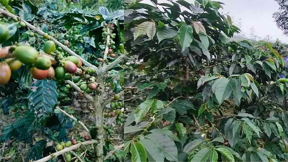 Bali Coffee types are arabica and robusta - Pourmorecoffee.com