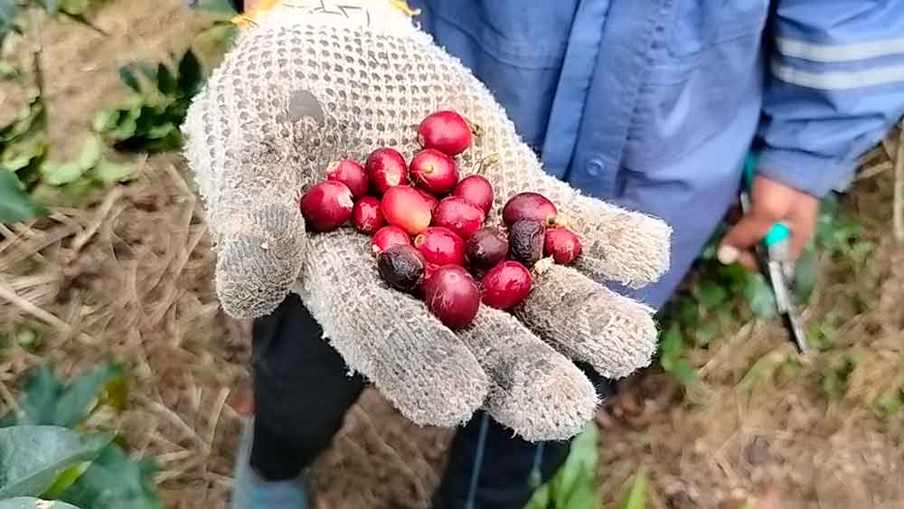 Bali Coffee harvesting procedure is always handpick the red cherrys only - Pourmorecoffee.com