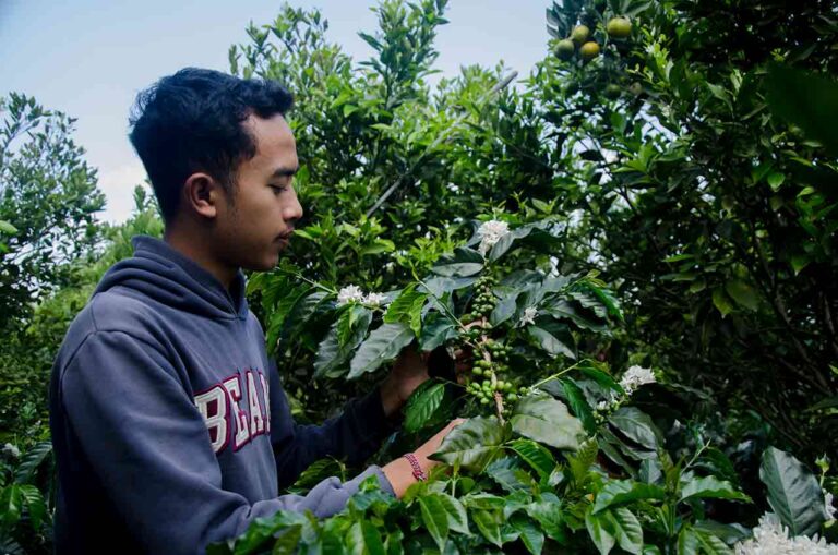 Wana Prastha Curtina is checking green coffee cherrys. Photo: Pourmorecoffee.com