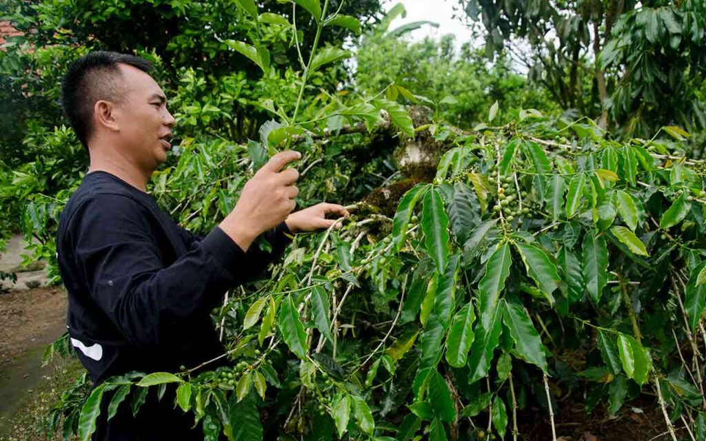 Pruning coffee tree branches in Arca Ulian, Kintamani farming. Memangkas tunas ranting pohon kopi. Photo: pourmorecoffee.com