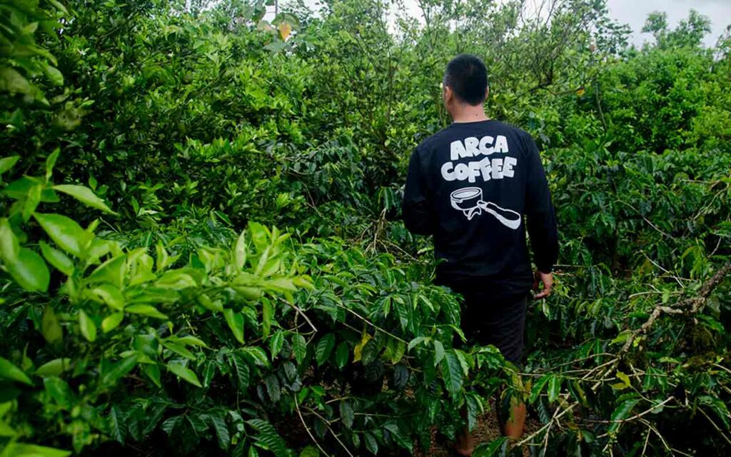 Arca Coffee Farm Ulian, Kintamani, Bali. Kebun kopi specialty. Photo: pourmorecoffe.com