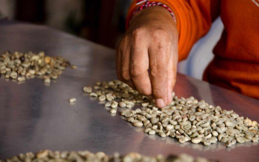 Coffee green beans sorting at Arca Ulian Coffee Processor. Menyortir biji kopi memisahkan yang cacat dan rusak. Photo: pourmorecoffee.com
