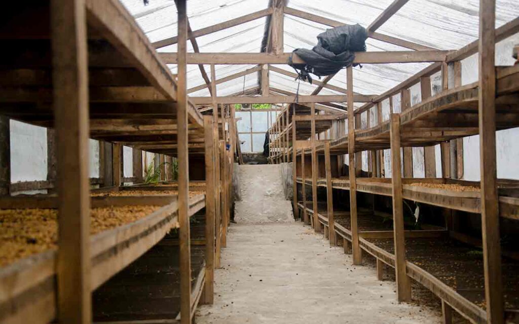 Green house for coffee drying process at Ulian, Kintamani. Ruang pengeringan kopi. Photo: pourmorecoffee.com