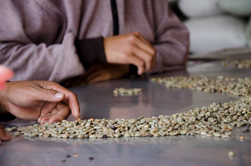 DSC_0898-Green-Beans-Coffee-Sorting-at-Arca-Ulian-Coffee-Processor-1000px Green Beans Coffee Sorting and frequently asked questions about bali coffee specialty. Photo: pourmorecoffee.com