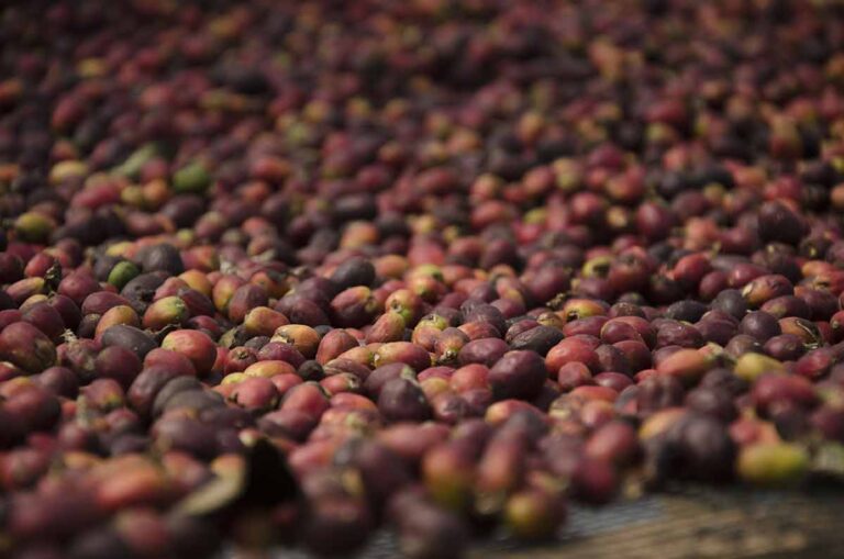 Process of Bali Specialty Coffee Natural. Photo: Pourmorecoffee.com