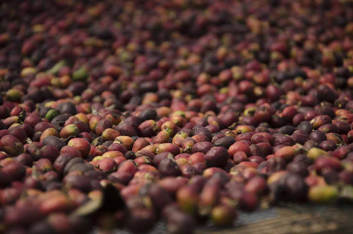 Process of Bali Specialty Coffee Natural. Photo: Pourmorecoffee.com