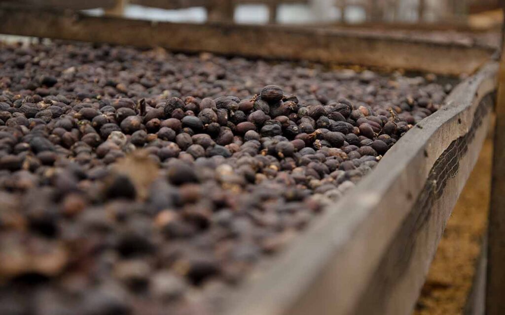Natural or Dry Process Coffee in Arca Ulian green house. Photo: pourmorecoffee.com